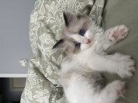 Kız kardeşler British longhair ve shorthair