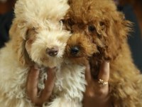 Toy Poodle (Red- Apricot) Antialerjik, Korkusuz, Çok Zeki