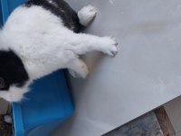 Uysal erkek cüce tavşan erkek