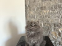 BRITISH LONGHAIR SAFKAN YAVRULARIM 