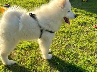 3 Aylık erkek yavru Saf Irk Samoyed