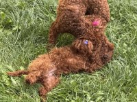 Bir dişi bir erkek toy poodle