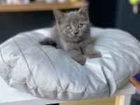 Kedinin en güzeli benim olsun diyene