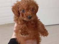 Toy Poodle Yavru 40 Günlük