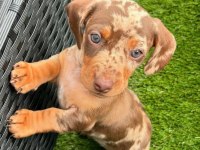 Çikolata ve Merle Dachshund yavrular yeni yuvalarına hazır