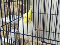 3 aylık sultan papağanı sağlıklı lutino tür