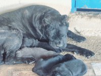 Cane Corso Yavru Köpekler