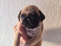 Yavru Pug Köpekler
