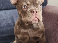 İsabella amd tan fluffy carrier erkek french bulldog