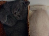 British shorthair ayıcık suratlar