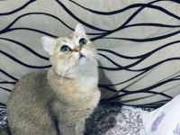 Yakışıklı british shorthair oğlumu ücretli sahiplendireceğim