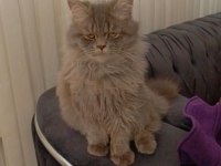 British longhair Zühtüm yuva arıyor