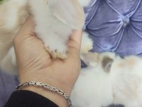 Orjinal Hollanda teddy lop yavru tavşanlar
