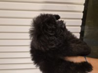 3 aylık anne altından poodle yavrular