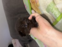 British shorthair chocolate