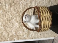 Temiz Irk British Shorthair Yavrusu