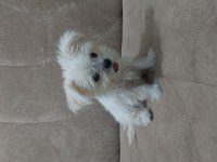 3 aylık dişi maltese