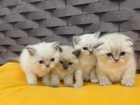 Safkan Blue Point Scottish Kediler