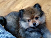 Ucuz pomeranian çip aşı tuvalet var