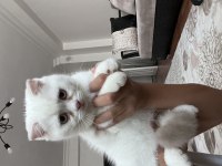 3 aylık kedilerimiz
