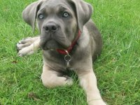 Cam Gözlü Cane Corso Yavrular