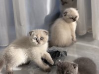 Sevimli oyuncu erkek scottish fold
