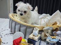 A scrli babadan kore maltese bebekler