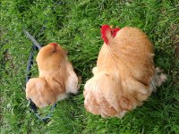 Buff Cüce Cochin Anaç ve Kuluçkalık Yumurta Bulunur