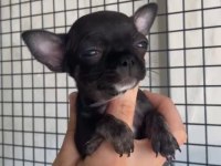 Teacup Şivava Köpeği Yavrularımız
