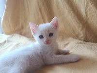 Beyaz british shorthair yavrular