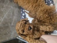 Anne ve 4 yavrusu ve 8 aylık kore erkek poodle