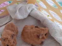 Peruvan ginepig yavrularımız