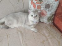 2 aylık british shorthair