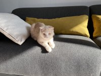 Cream scottish fold cinsi yavrumuza aile arıyoruz.