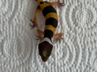 Leopard gecko