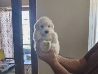 Ev doğumu maltipoo yavrularımız