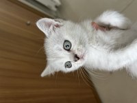 Güzel british shorthair yavrularım sahiplendirilecektir