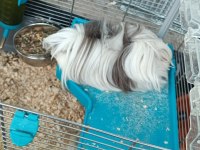 Peruvan Çift Ginepig