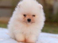 Pomeranian Boo Köpeğimiz