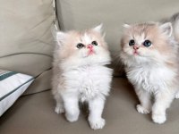 Golden Bicolor British Longhair Bebekler