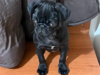 PUG YAVRULARIMIZ