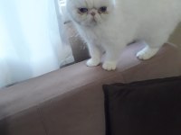 Adı şeker akıllı bir kız yeni sahibini arıyoruz