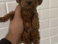Orjinal maltipoo yavrular