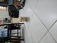 Dişi maltipoo