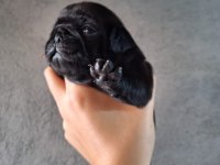 Yurt dışı girişli solid siyah jaguari pug yavrular