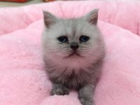 Scottish fold ve scottish straight yavrularım