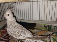 Yeni 40 günlük bebek sultan papağanlar