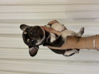 French Bulldog 45 Günlük