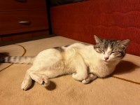 GEÇİCİ YUVA ARIYORUZ KEDİMİZE
