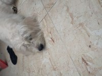 Maltese köpek